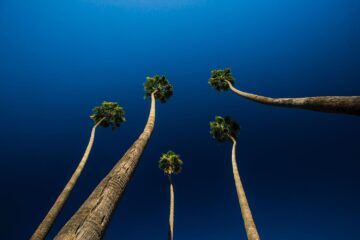 Five palm trees seen from ground view